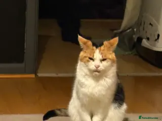 Mixed Breed cats Calico female cat for rehoming - Advert 1