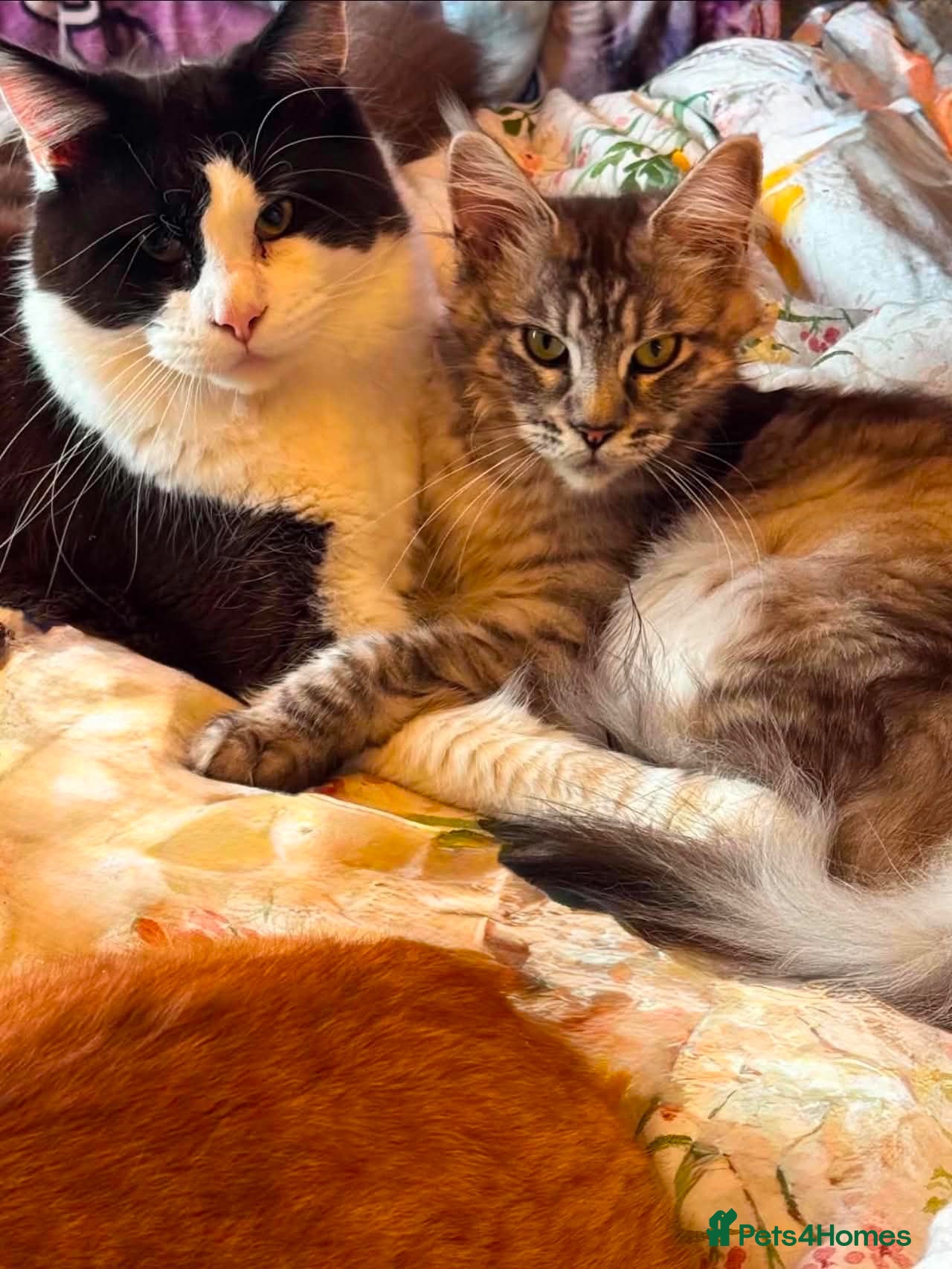Maine Coon cats Stunning Maine coon kitten  - Advert 2