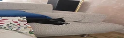 Mixed Breed cats for sale: Black and white male kitten - Advert 6