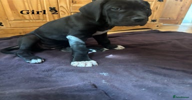 Cane Corso dogs - Advert 2