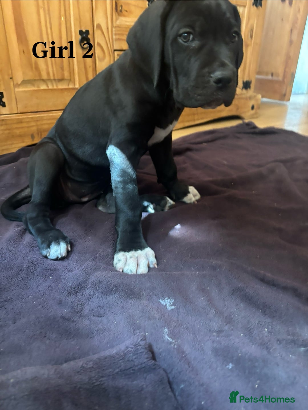 Cane Corso dogs for sale: 7 cane corso pups sliver and black  - Image 2