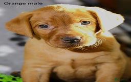 Labrador Retriever dogs for sale: Fox red labrador pups ready now - Image 20