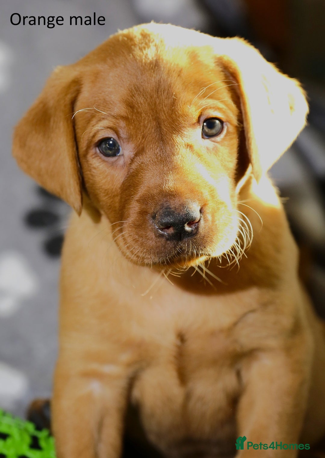 Labrador Retriever dogs for sale: Fox red labrador pups ready now - Image 20