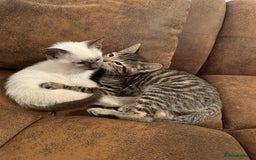 Siamese cats for sale: 2x 8 month old kittens - Siamese and BengalxTabby - Advert 9