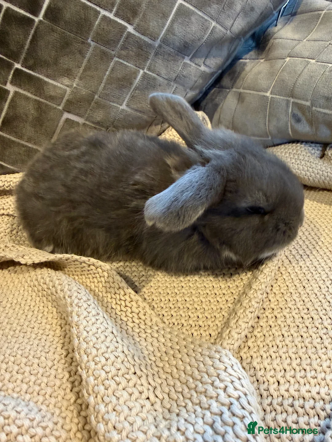 French Lop rabbits for sale: Stunning French lops available 23rd march  - Advert 7