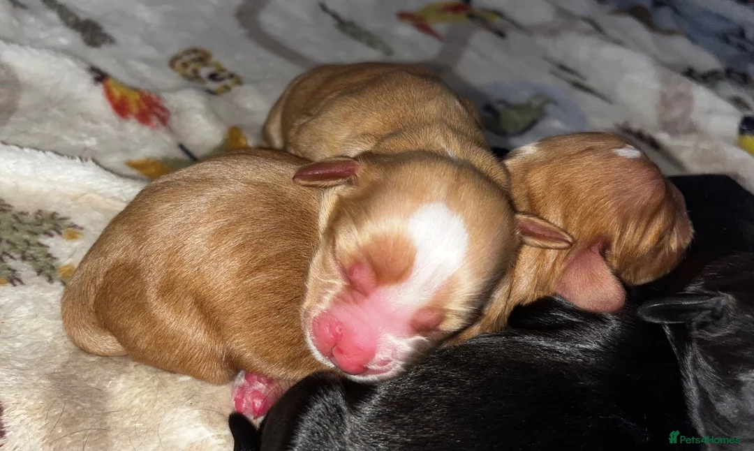 Cocker Spaniel dogs for sale: 5 Cocker Spaniel Puppies for Sale - Advert 9