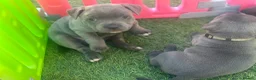 Staffordshire Bull Terrier dogs for sale: Gorgeous blue KC Staffy Pups *Champion Bloodlines* - Advert 18