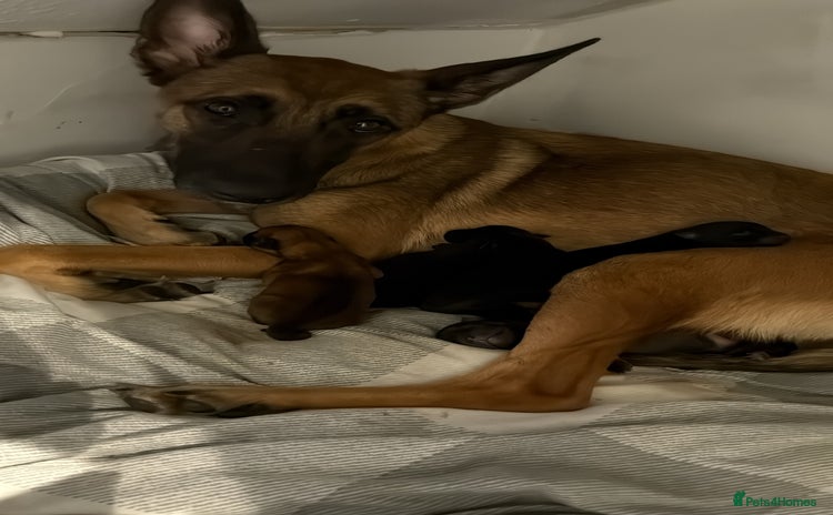 Belgian Shepherd Dog dogs - Advert 1