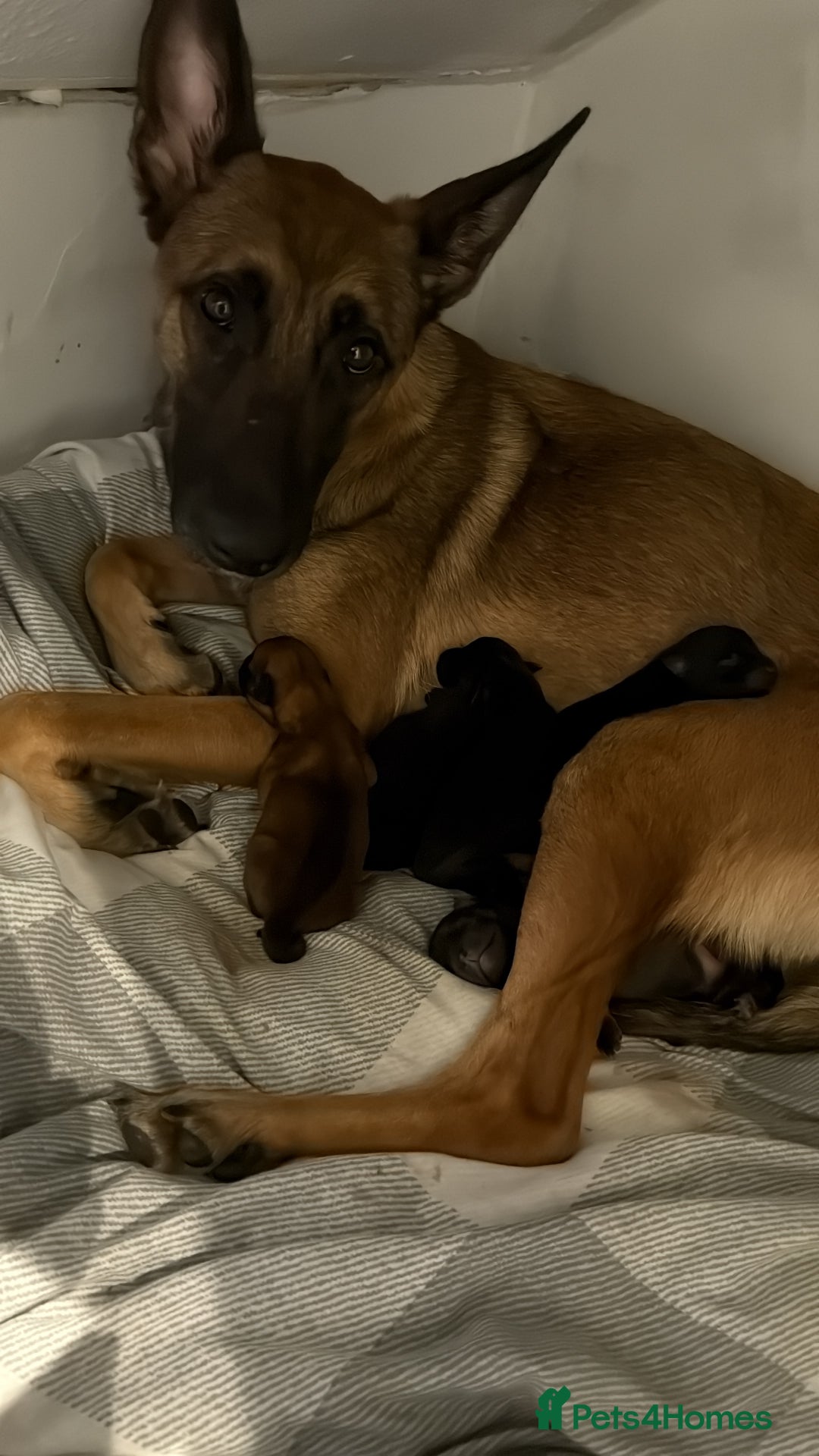 Belgian Shepherd Dog dogs for sale: Belgian malinois - Image 1