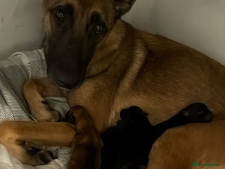 Belgian Shepherd Dog dogs - Advert 11