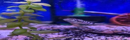 Cichlids fish for sale: 9 convict cichlids  - Advert 6