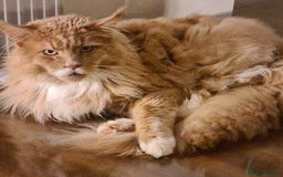 Mixed Breed cats for sale: Main Coon - Norwegian - Image 6