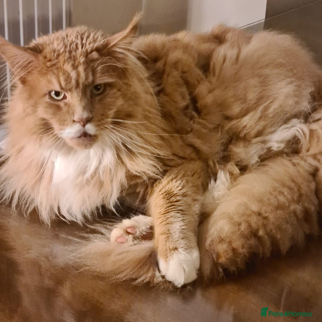 Mixed Breed cats for sale: Main Coon - Norwegian - Image 6