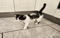 Domestic Shorthair cats for sale: 5 kittens ready for a new home  - Image 7
