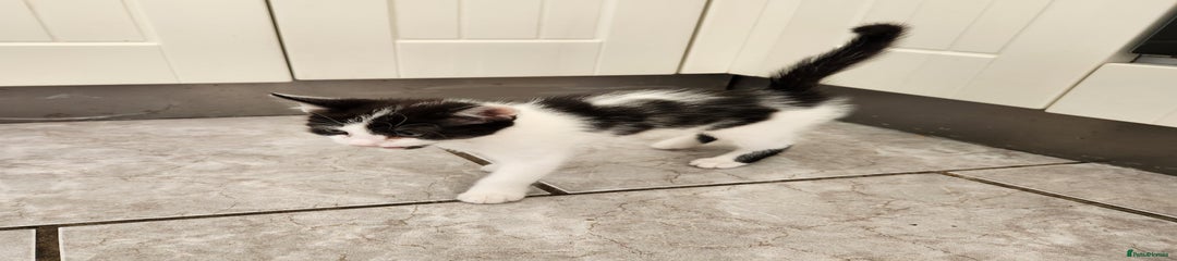 Domestic Shorthair Kitten 3