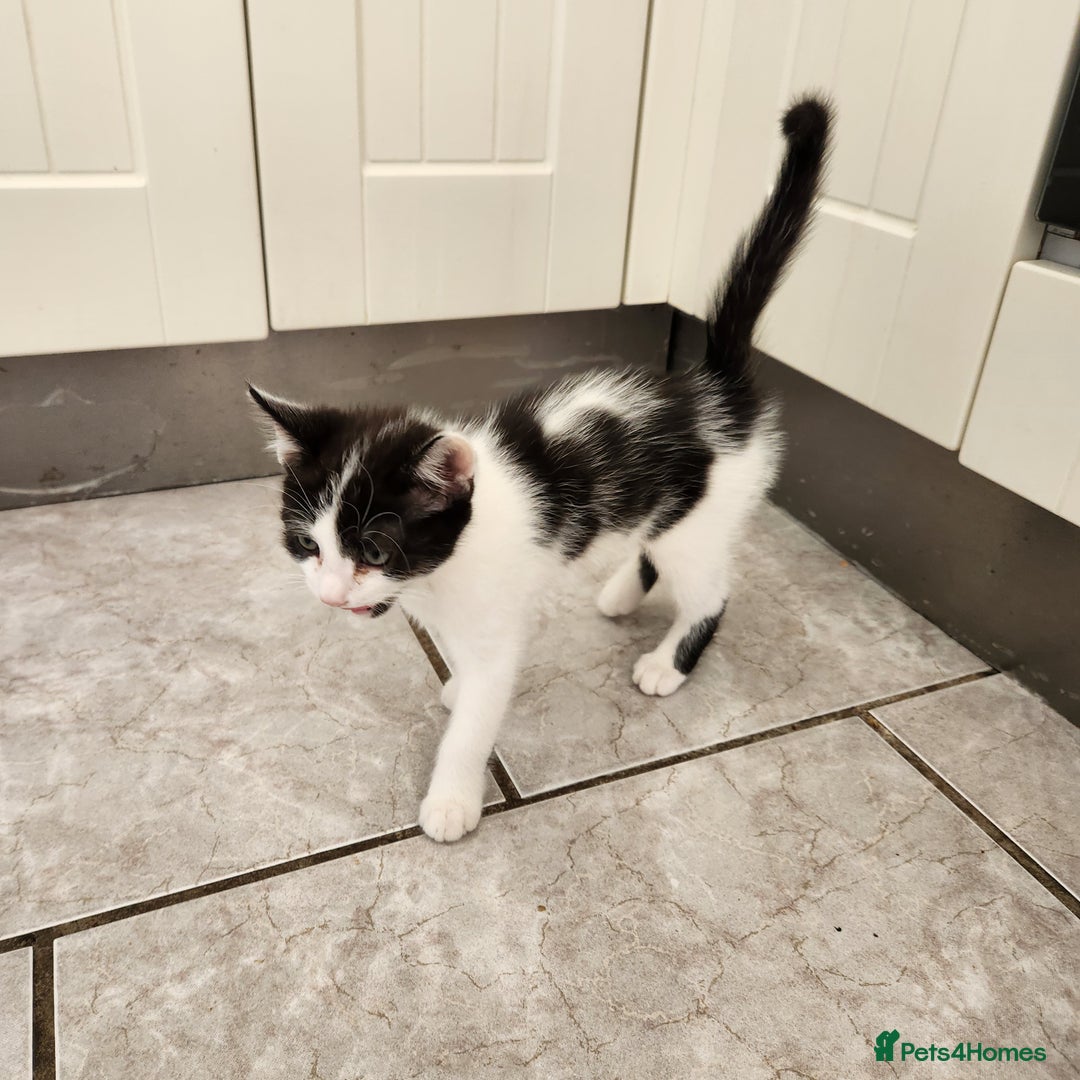 Domestic Shorthair cats for sale: 5 kittens ready for a new home  - Image 7