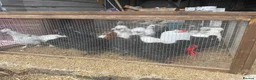 Chickens poultry for sale: Silkie rearer  - Advert 2