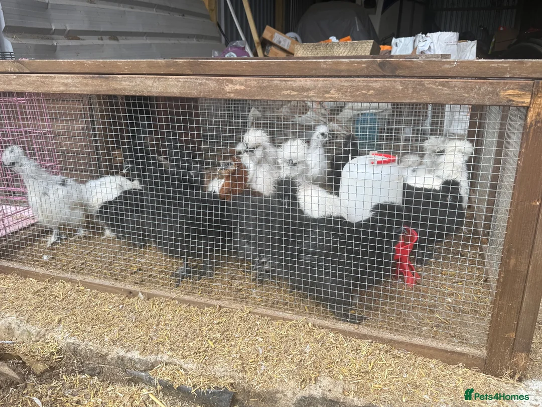 Chickens poultry for sale: Silkie rearer  - Advert 2