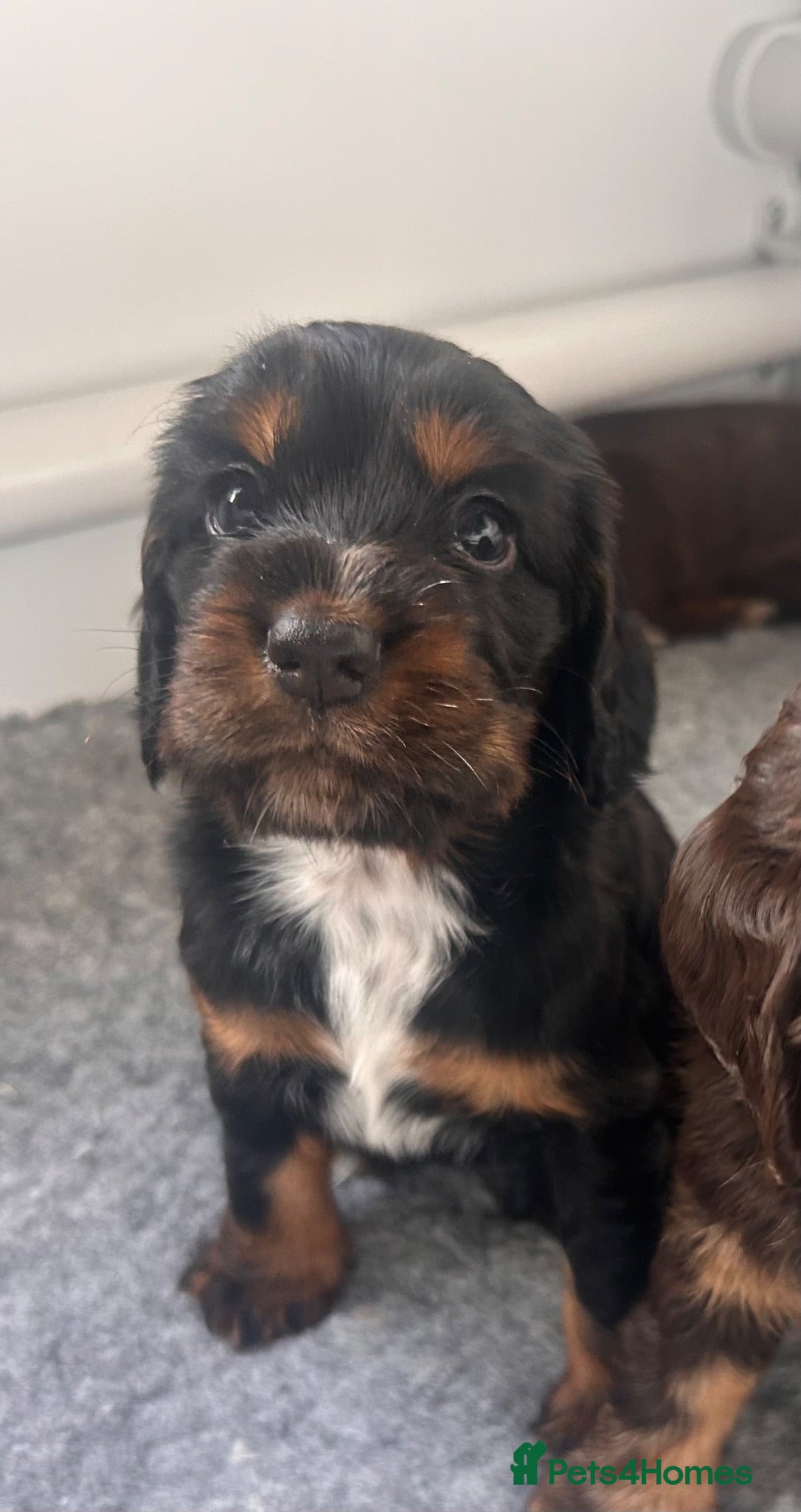 Cocker Spaniel dogs 1 Beautiful black/tan cocker spaniel remaining - Advert 17