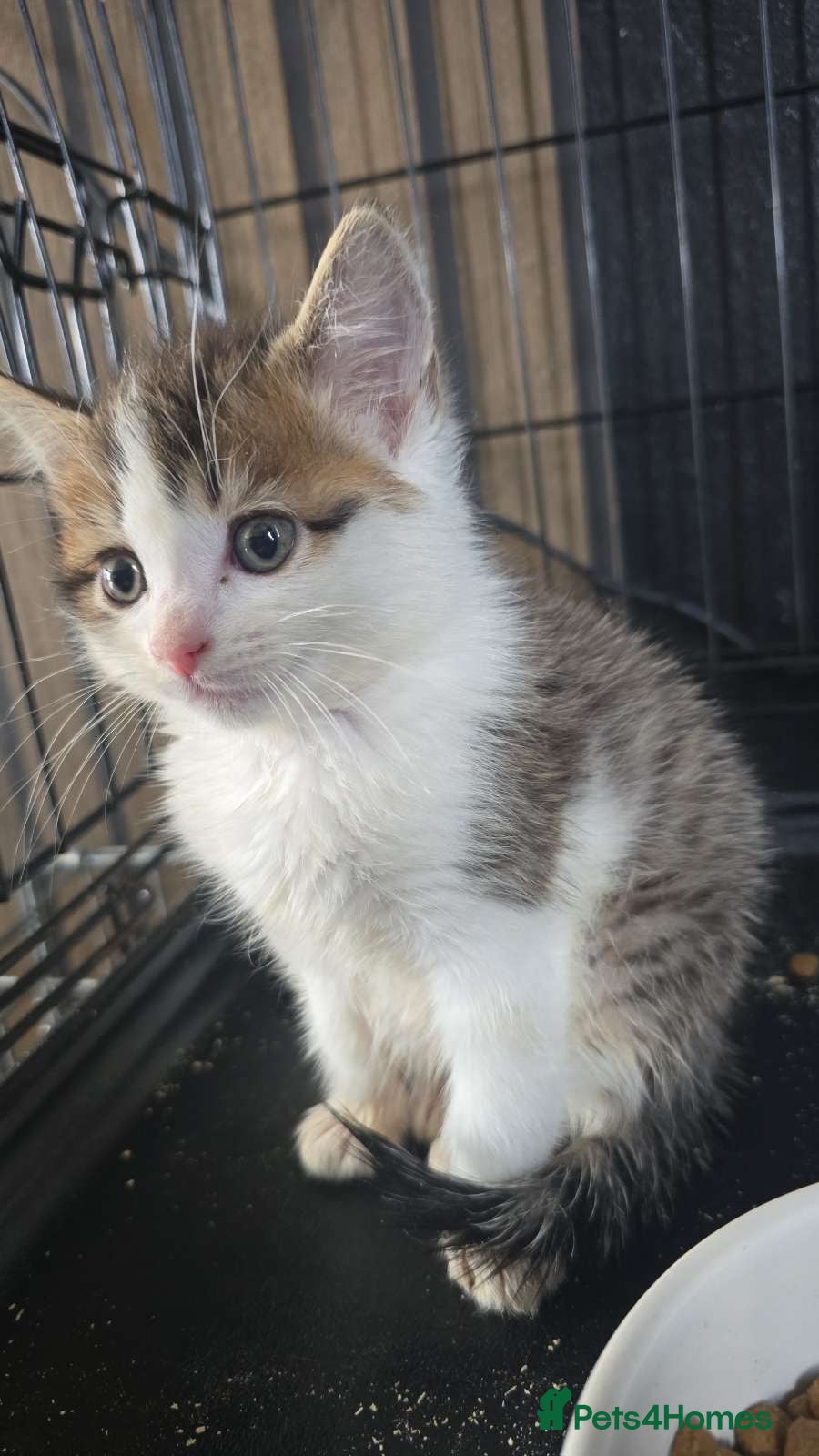 Mixed Breed cats 2 boys available  - Advert 1