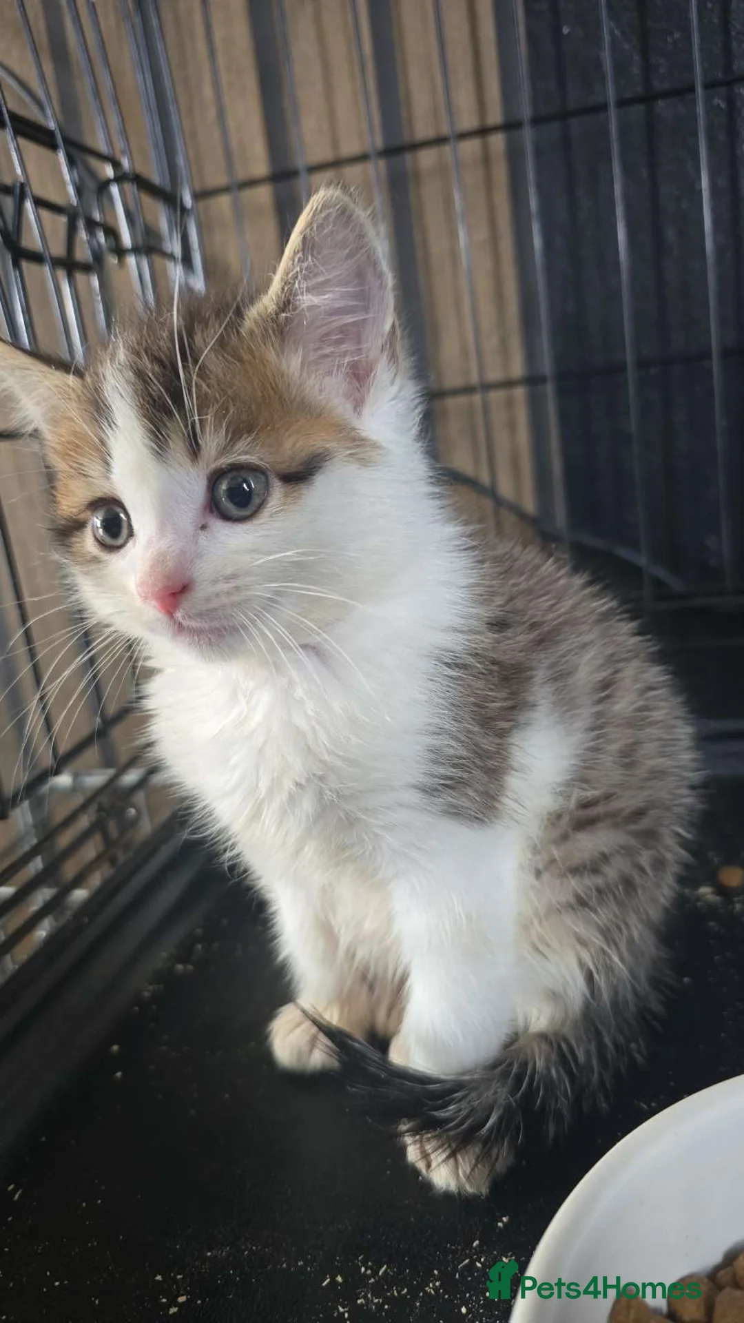 Mixed Breed cats for sale: 2 boys available  - Advert 1