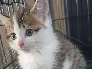 Mixed Breed cats 2 boys available - Advert 1