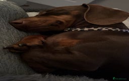 Miniature Dachshund dogs for sale: Chocolate Brown Miniature Dachshund 3 Years Old   - Advert 6