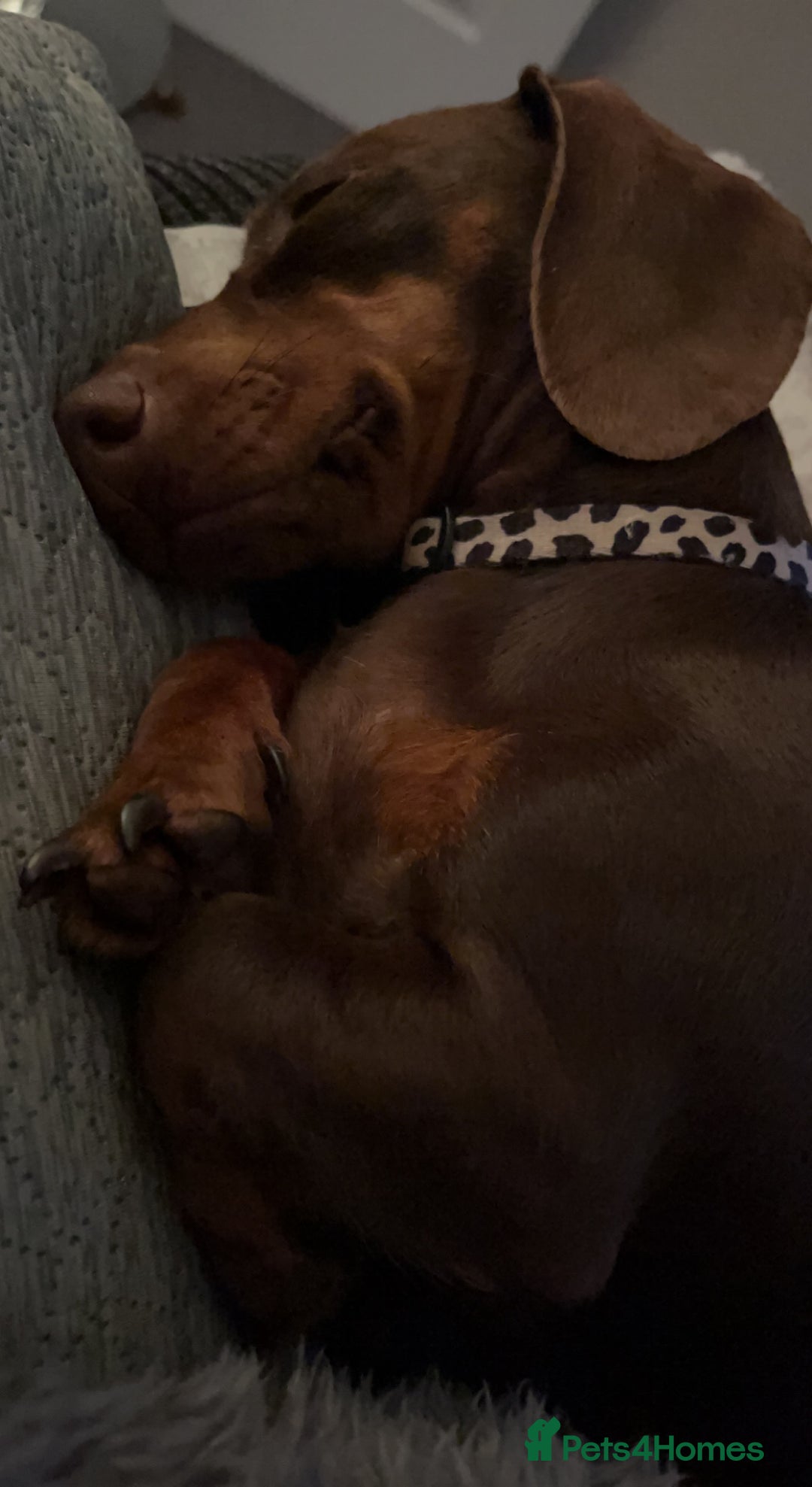 Miniature Dachshund dogs for sale: Chocolate Brown Miniature Dachshund 3 Years Old   - Advert 6