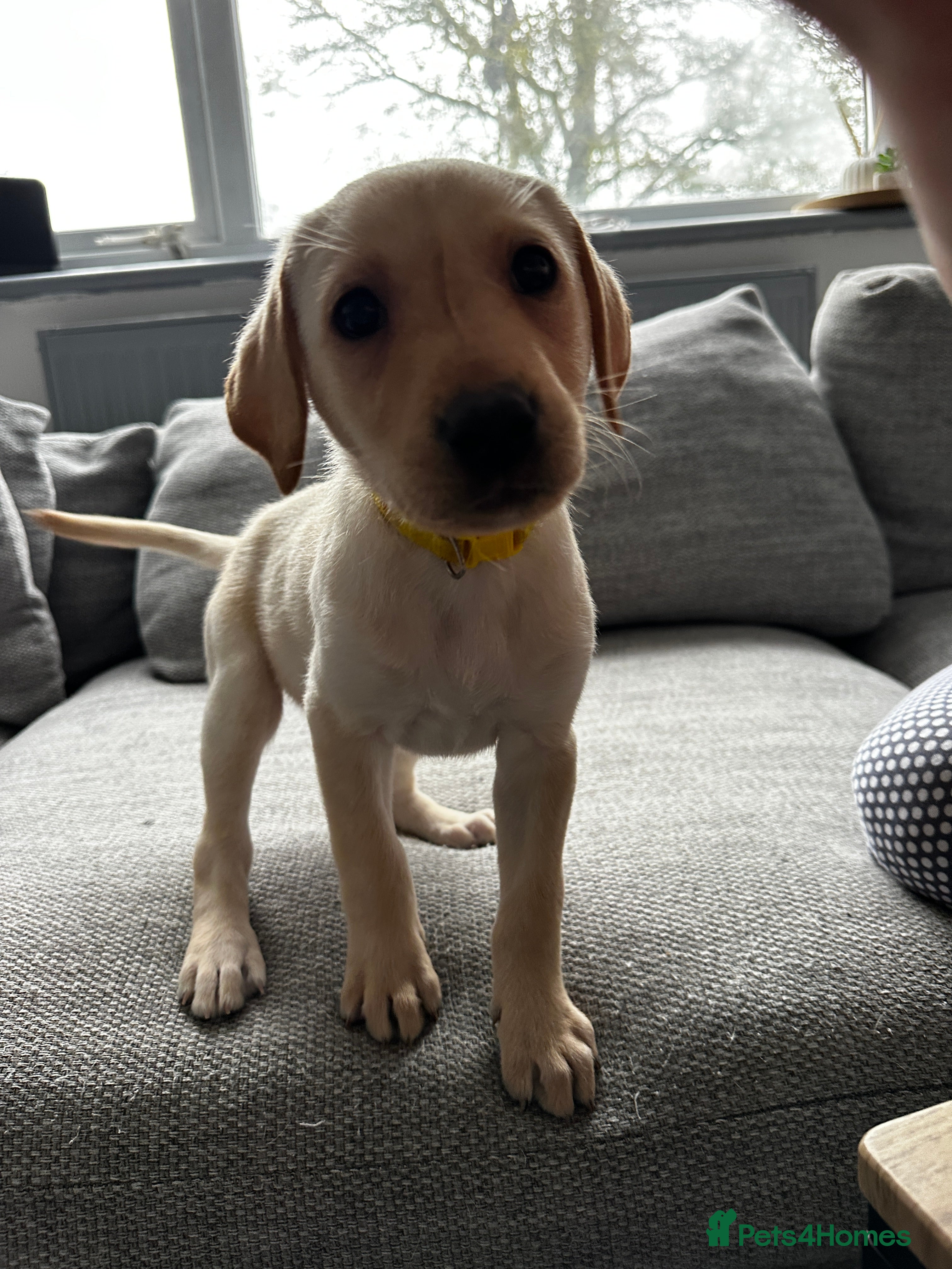 Labrador Retriever dogs 8 Adorable puppies looking for forever homes  - Advert 18