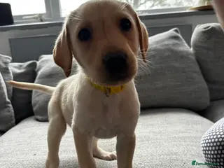 Labrador Retriever dogs 8 Adorable puppies looking for forever homes - Advert 18