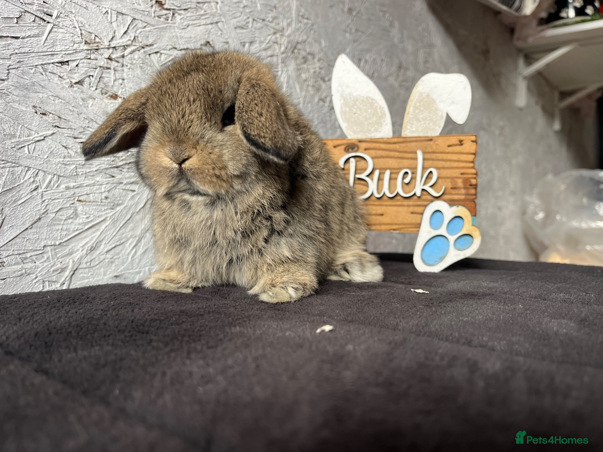 Mini Lop rabbits Pure mini lop  - Advert 1