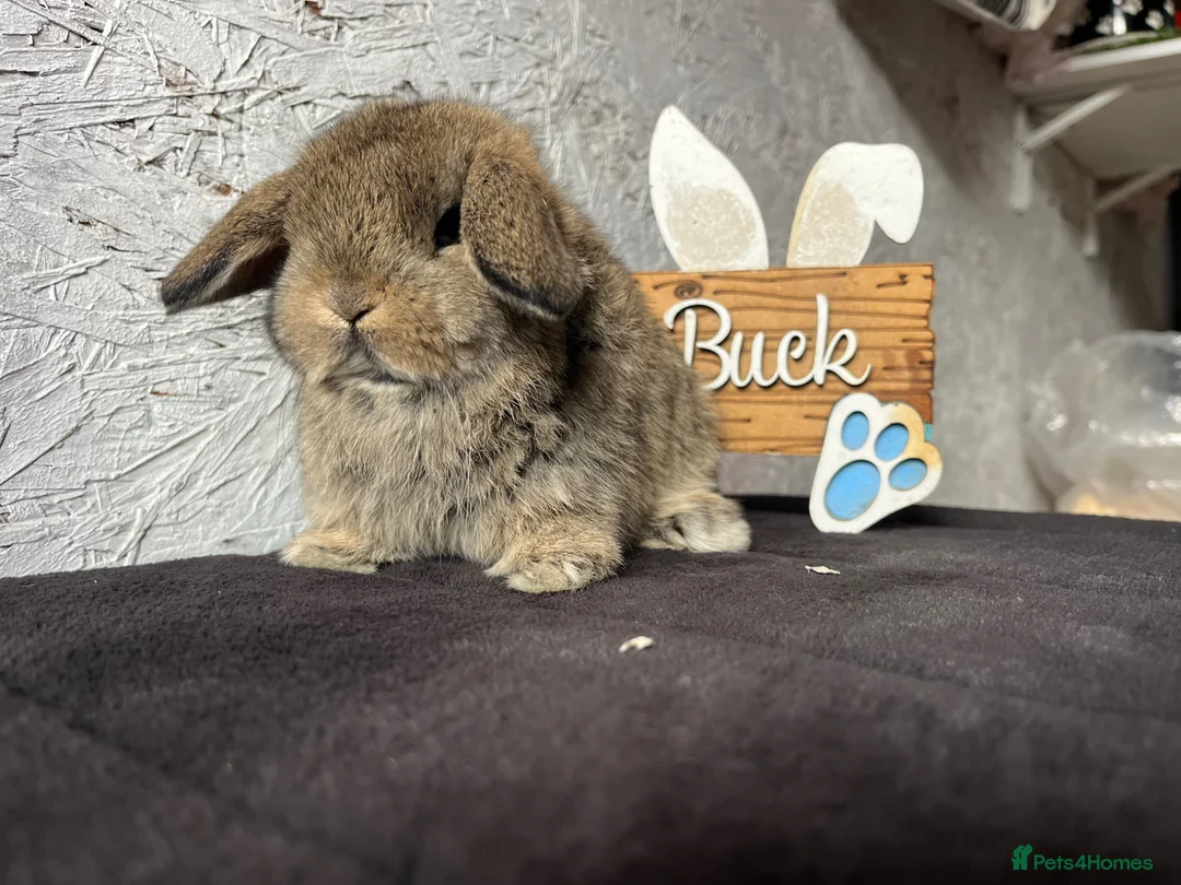 Mini Lop rabbits for sale: Pure mini lop  - Advert 1