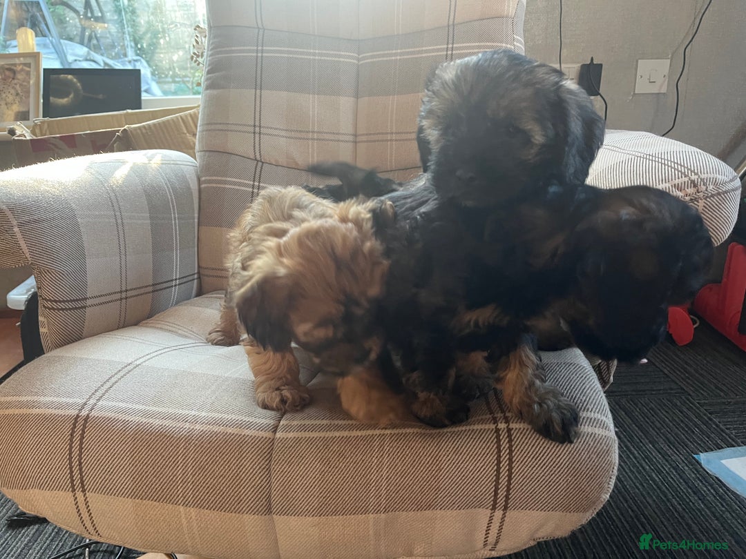 Mixed Breed dogs for sale: Shihpoo x Cockapoo puppies  - Advert 10