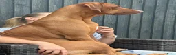 Rhodesian Ridgeback dogs for sale: KC Registered RR Ready for forever Homes 1st July - Advert 15