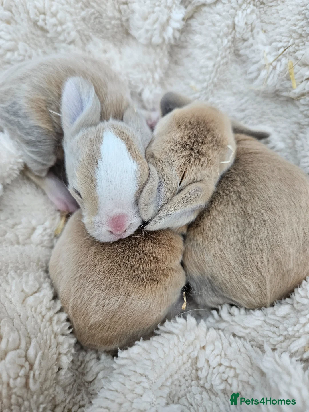 Mini Lop rabbits for sale: Mini Plush Lops - Suffolk - Advert 16
