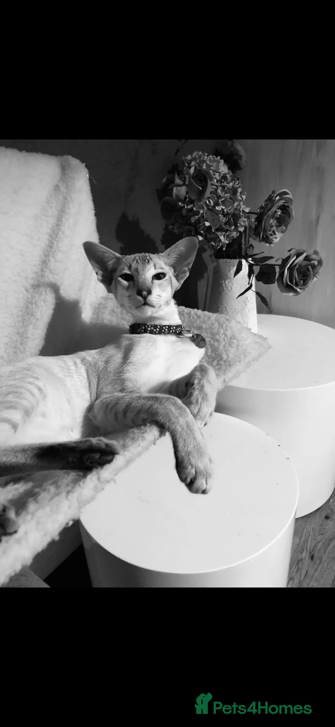 Siamese cats for sale: Male neutered siamese in Sheffield - Advert 2