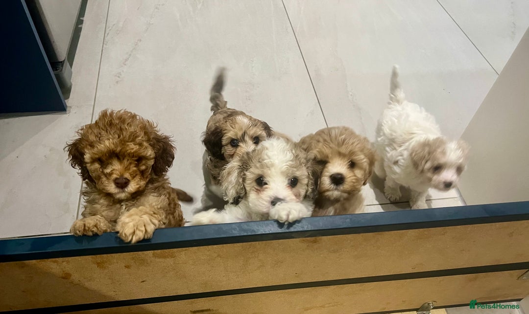 Cavapoochon dogs for sale: 6 beautiful Cavapoochons for sale. Wilmslow. - Image 26