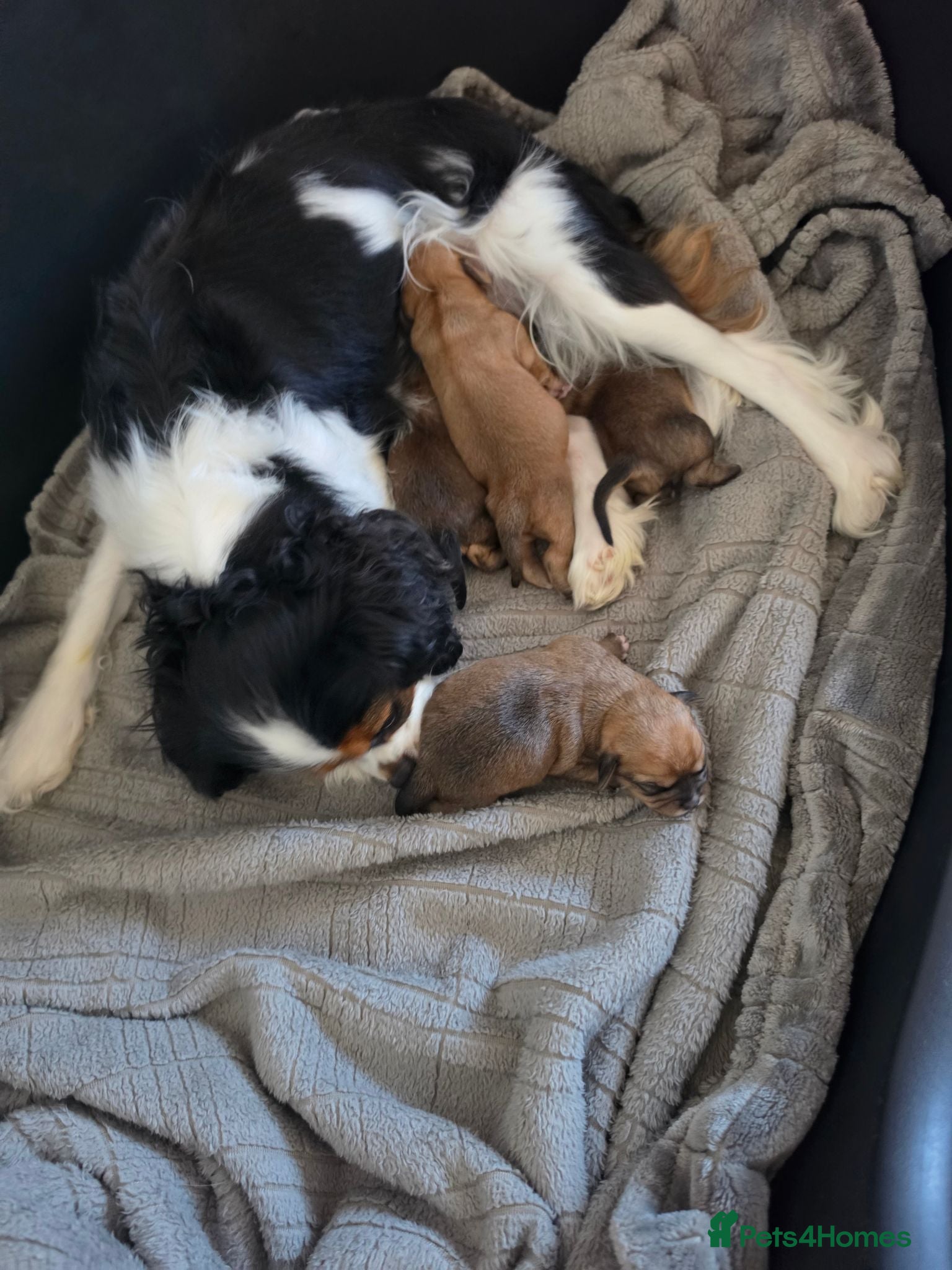 Mixed Breed dogs Chillier - Advert 2