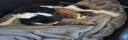Mixed Breed dogs for sale: Chillier - Advert 1