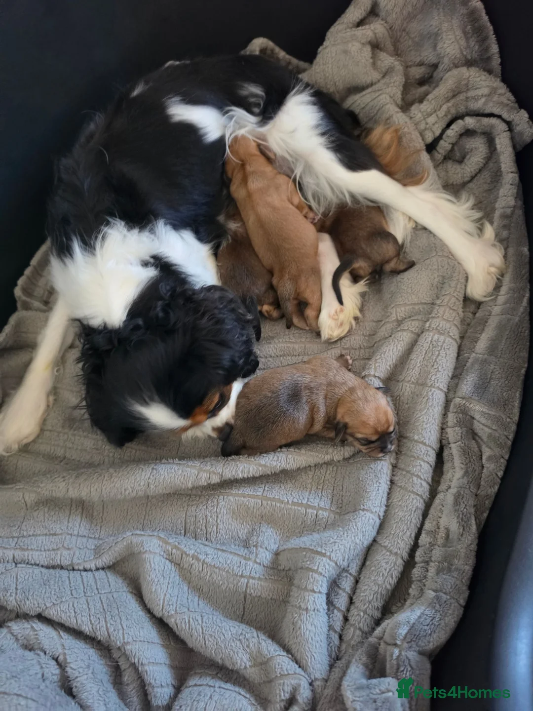 Mixed Breed dogs for sale: Chillier - Advert 1