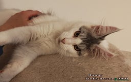 Maine Coon cats for sale: x2 Fluffy Boys from Fluffy Dreams MCO - Image 8