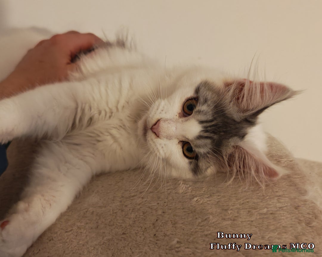 Maine Coon cats for sale: x2 Fluffy Boys from Fluffy Dreams MCO - Image 8