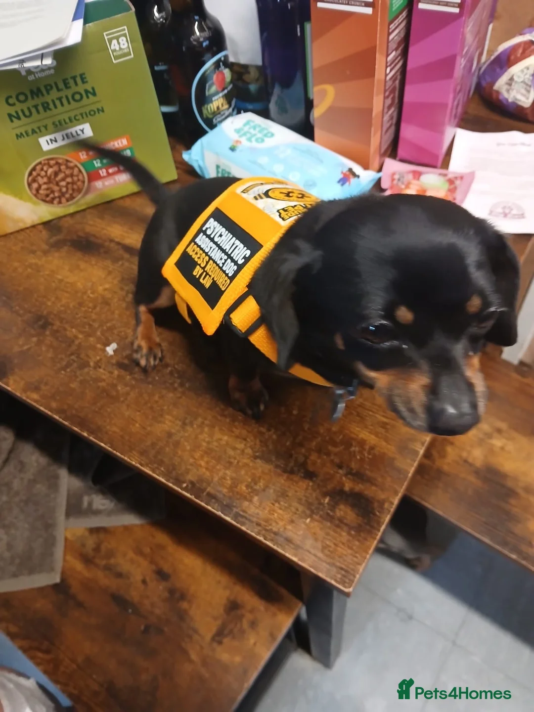 Chiweenie dogs for sale: Loving Homes Needed for Chiweenie Pups ASAP - Advert 2