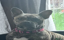 Mixed Breed dogs for sale: Mixed breed dog fr sale  - Image 3