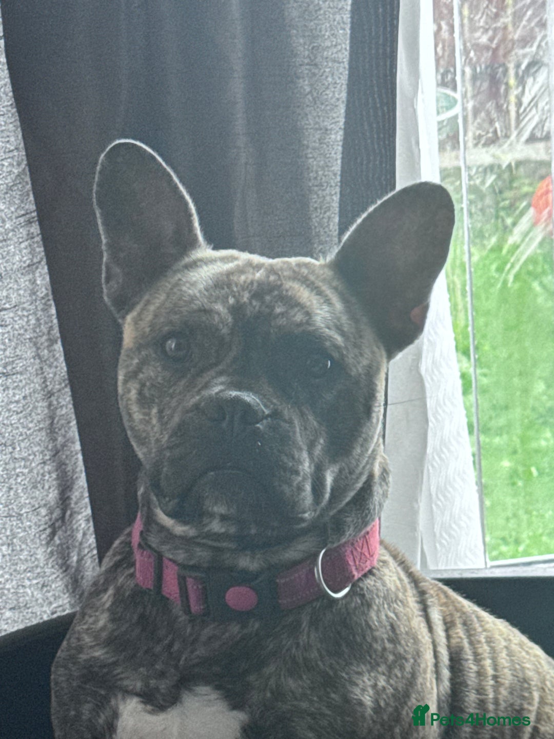 Mixed Breed dogs for sale: Mixed breed dog fr sale  - Image 3