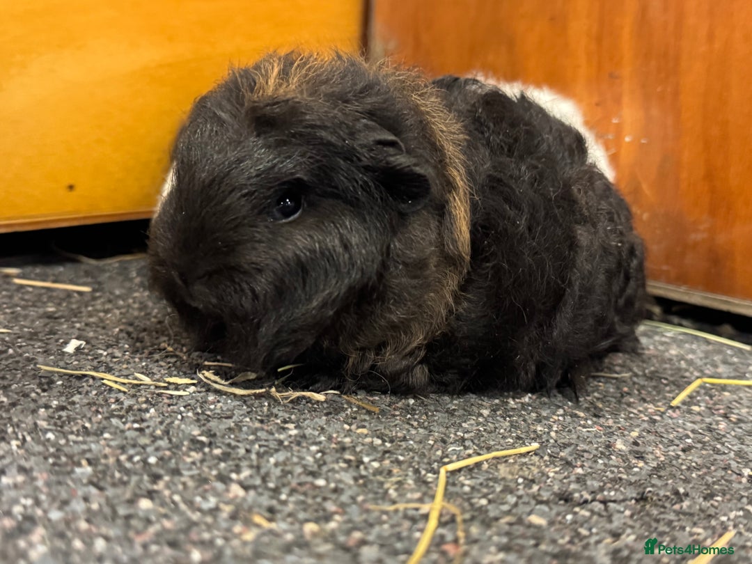 Guinea Pig rodents for sale: Pure Bred Swiss Guinea Pig Boars - Image 4
