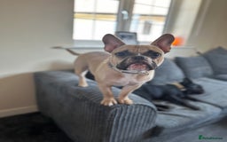 Mixed Breed dogs for sale: FREE Frenchie x pocket bully  - Image 1