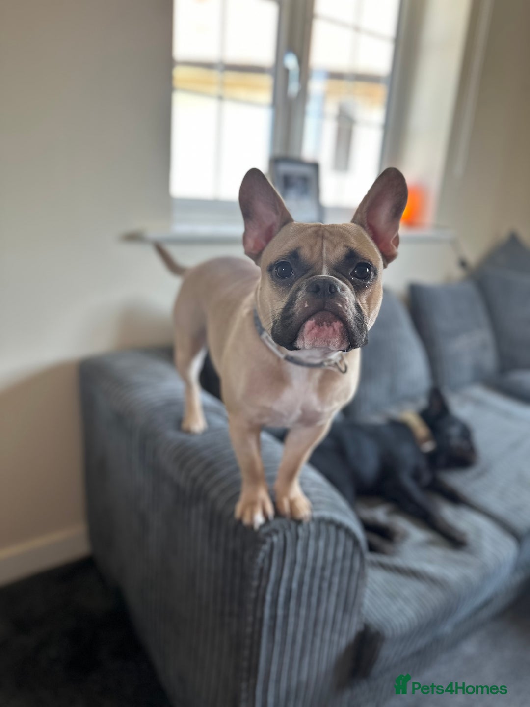Mixed Breed dogs for sale: FREE Frenchie x pocket bully  - Image 1
