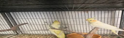Mixed Breed birds for sale: Hand reard baby's  in Darlington - Advert 5