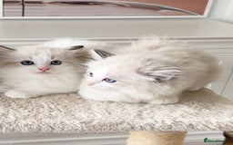 Ragdoll cats for sale: INDOOR TWO MALE GCCF REGISTERED RAGDOLL KITTENS - Image 14